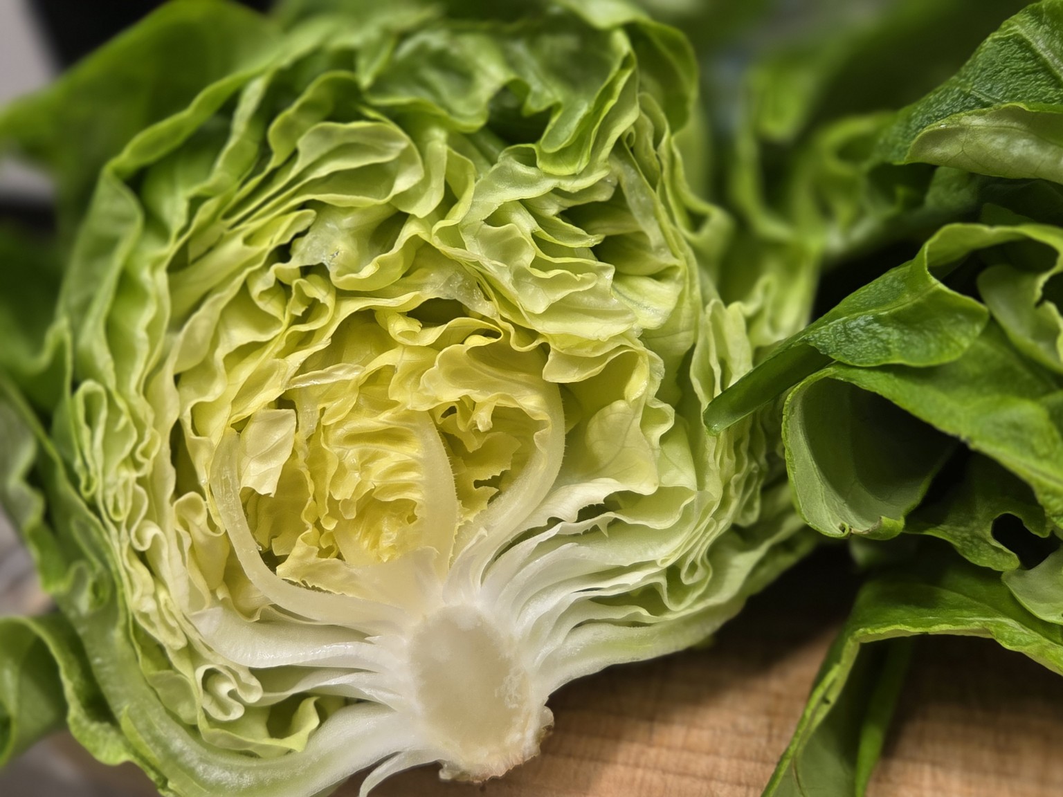 You are currently viewing 직접 키운 버터헤드로 차린 집 브런치